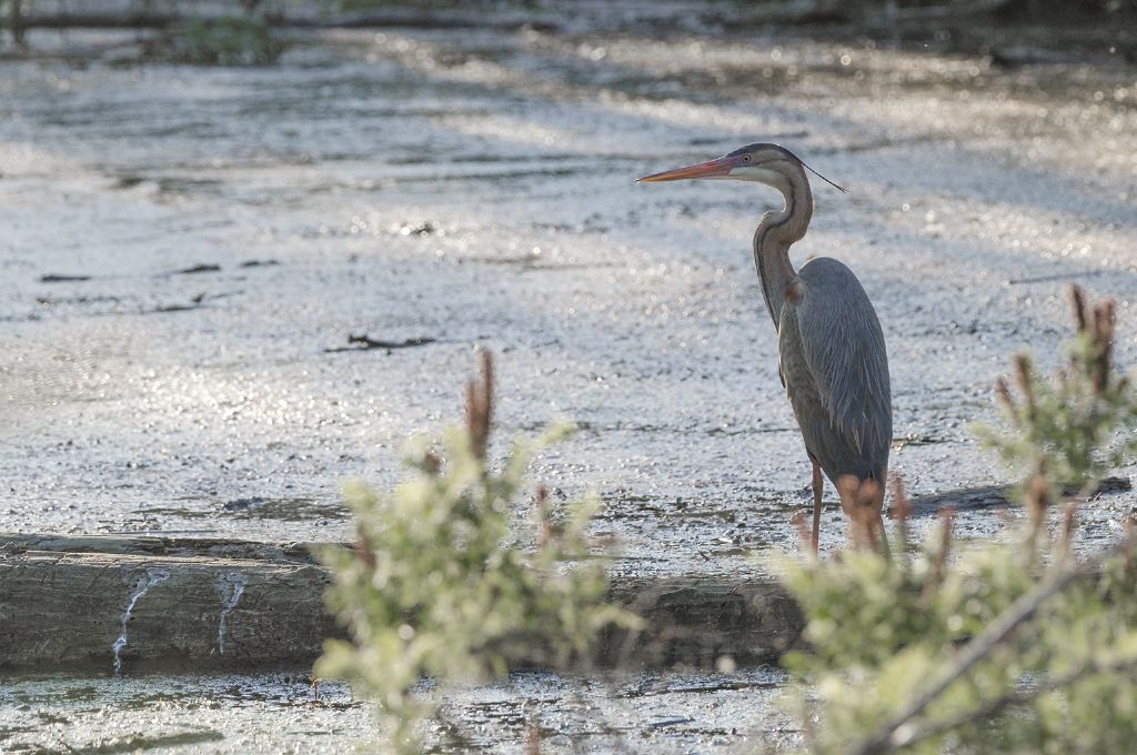 Airone rosso (Ardea purpurea)